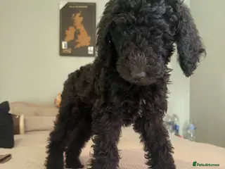 Standard Poodle dogs Standard poodle puppies - Advert 4