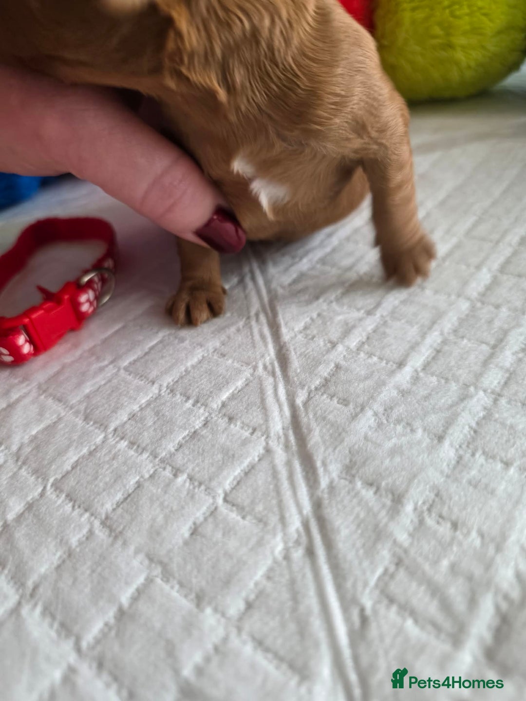 Cavapoo dogs for sale: 🥇 Finest Quality Beautiful F1b Cavapoos 🥇 - Advert 21