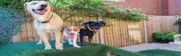Mixed Breed dogs for adoption: Loyal by name - Loyal in nature - Advert 28