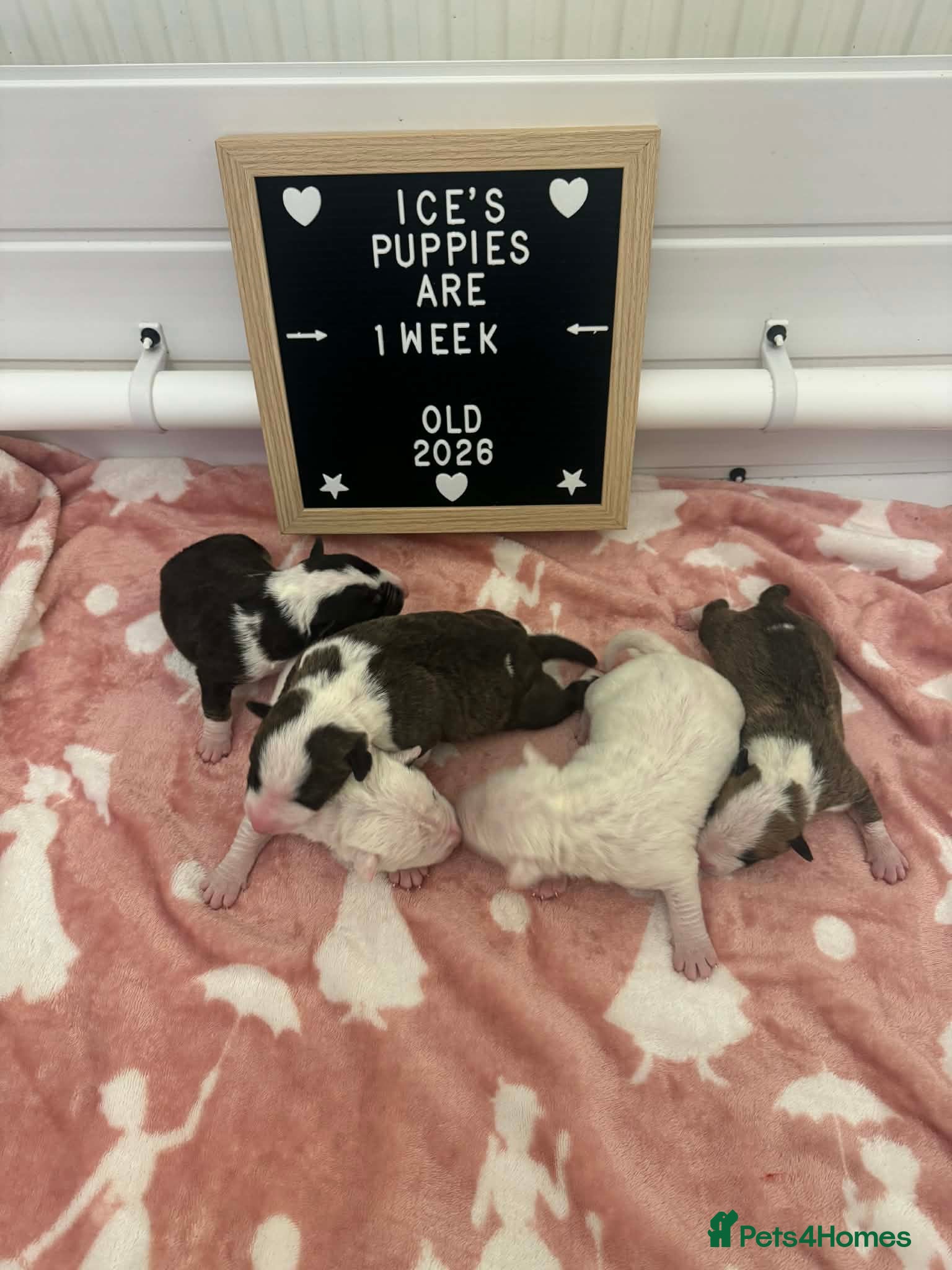 Bull Terrier dogs KC Registered Puppies - Advert 1