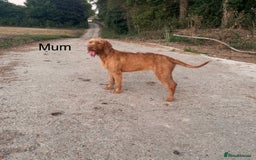 Mixed Breed dogs for sale: lurcher x Vizsla  - Image 2