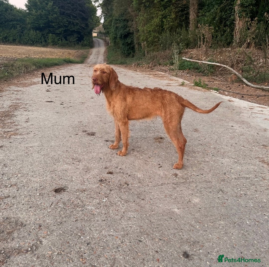 Mixed Breed dogs for sale: lurcher x Vizsla  - Image 2