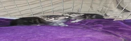 Mixed Breed cats for sale: Persian cross maincoon fluffy kittens  - Advert 13