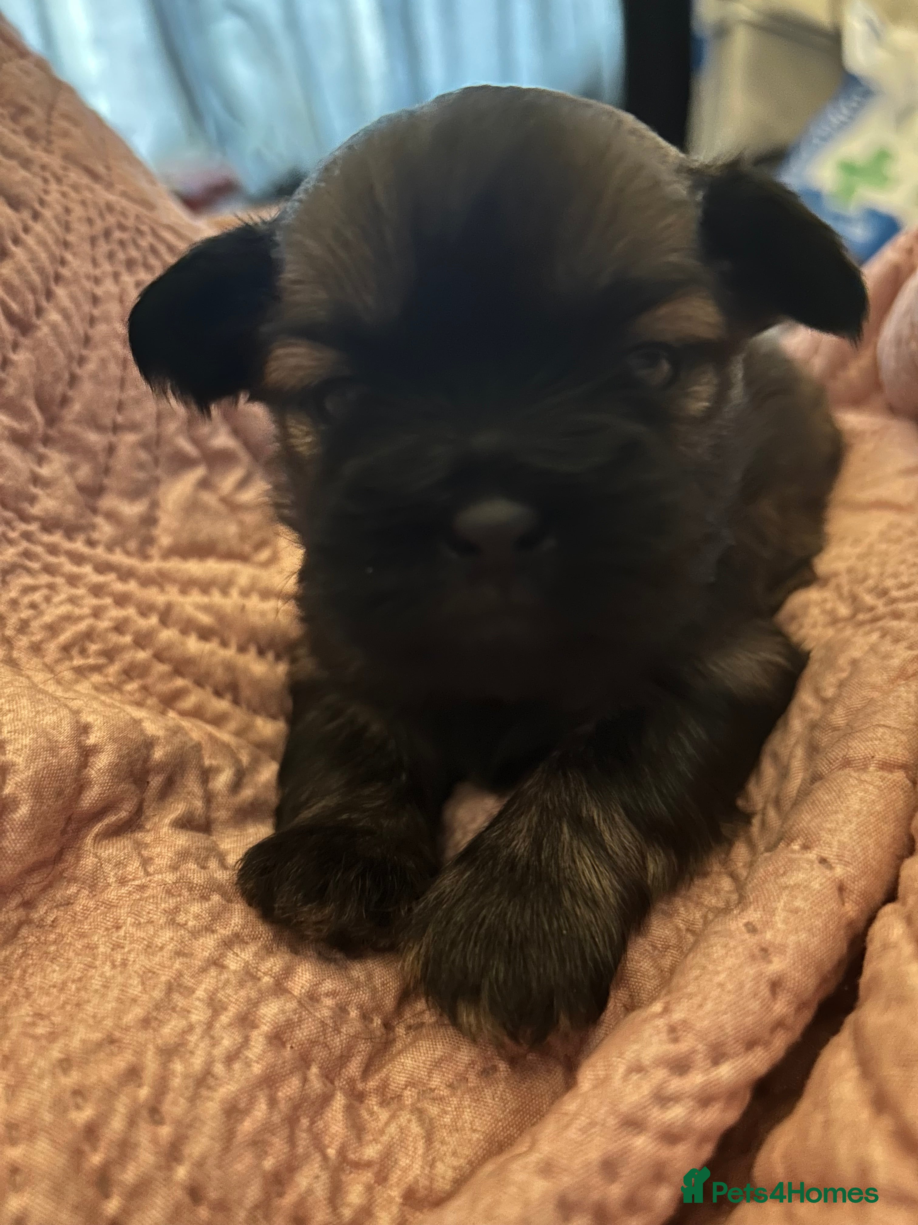 Shih Tzu dogs One dark brown male shihtzu - Advert 2