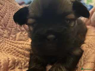 Shih Tzu dogs One dark brown male shihtzu - Advert 8