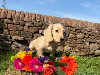 Miniature Dachshund dogs Cream Kc miniature dachshund boy fully jabbed. - Advert 12