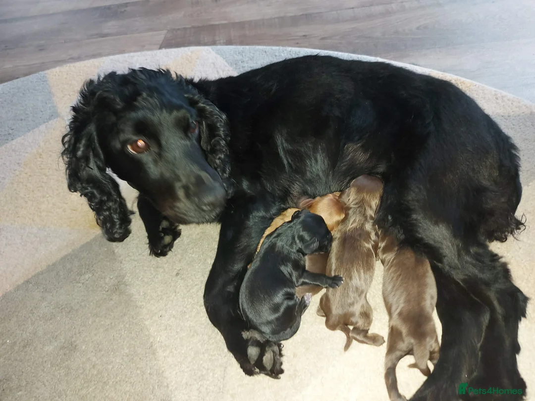 Cocker Spaniel dogs for sale: 5 beautiful cocker spaniel pups - Advert 1