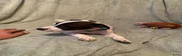 Jack Russell dogs for sale: Jack Russel terrier  in Ferndown - Advert 3