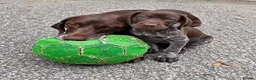 German Shorthaired Pointer dogs for sale: Exceptional KC GSP Puppies  - Advert 6