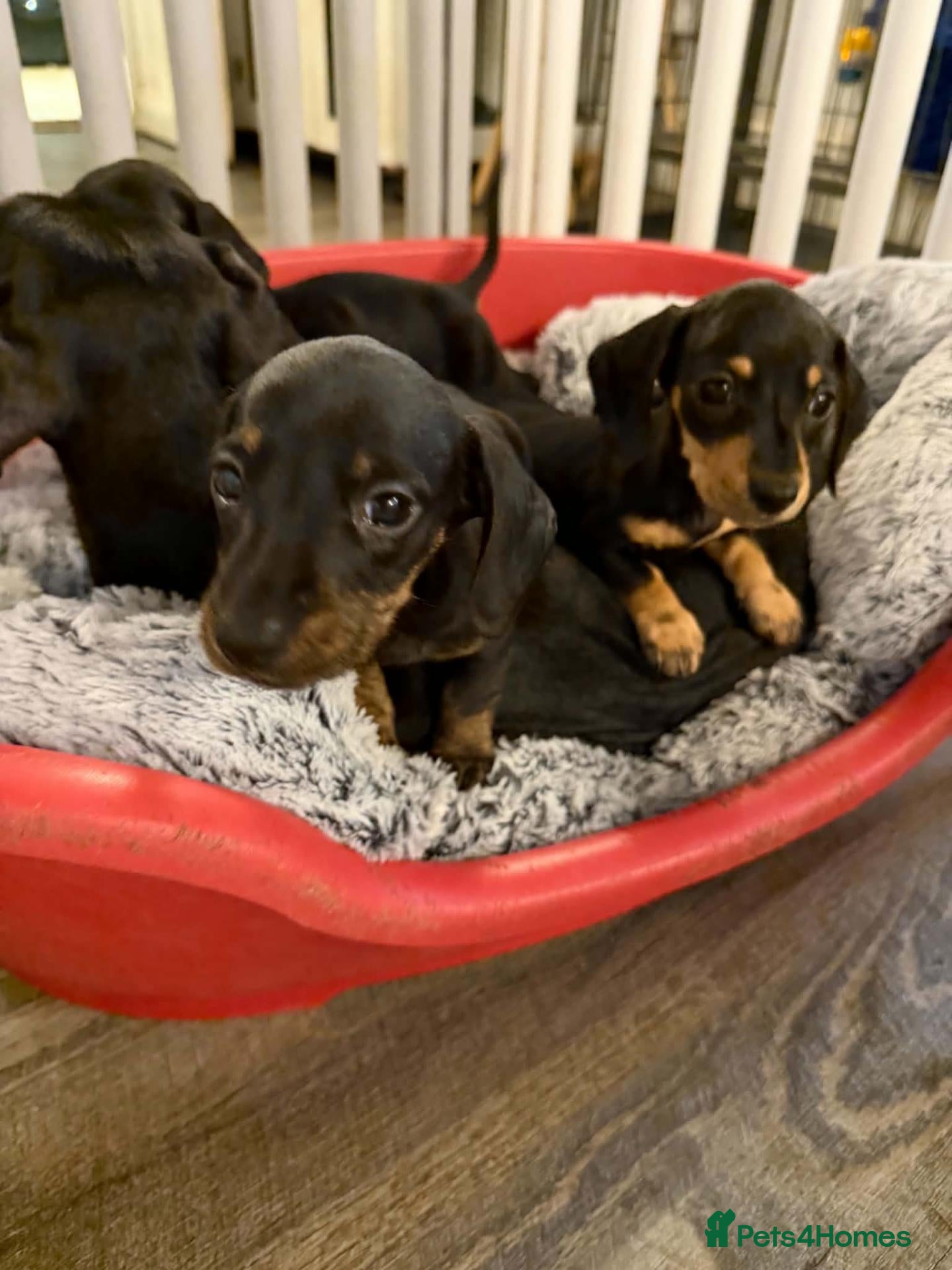 Miniature Dachshund dogs Dachshund Miniature Smooth Haired puppies - Advert 1