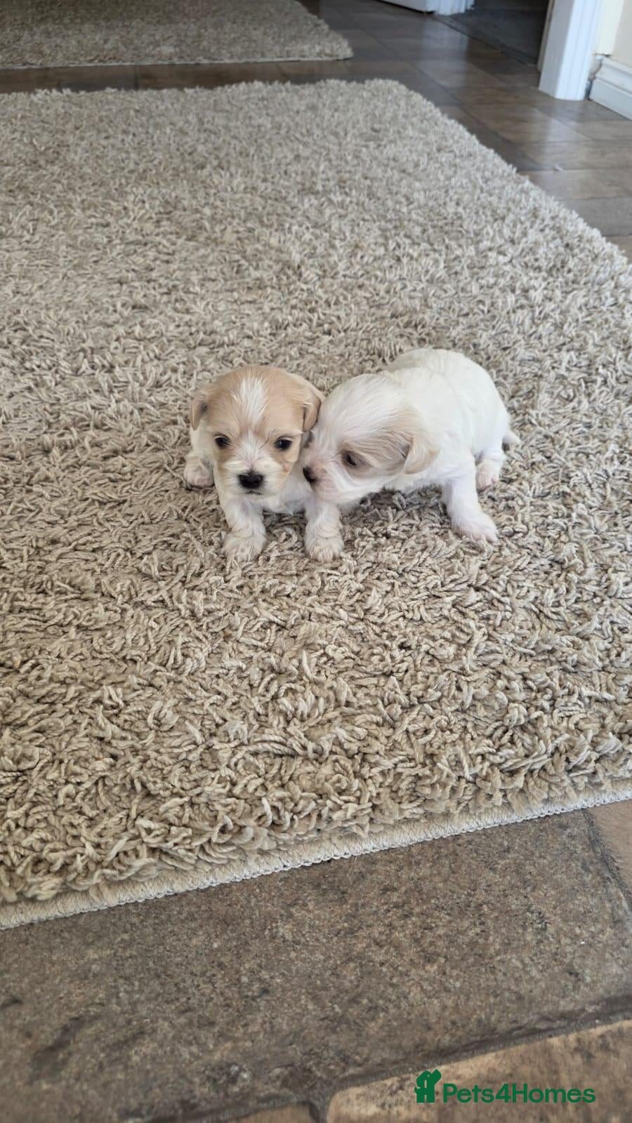 Maltipoo dogs Tiny Maltipoo puppies 🐶  - Advert 5