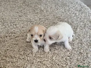 Maltipoo dogs Tiny Maltipoo puppies 🐶 - Advert 5