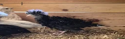 Chickens poultry for sale: 5 week old polish frizzle rooster - Advert 2