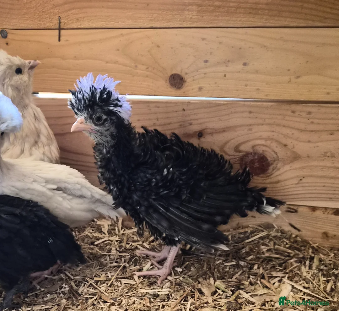 Chickens poultry for sale: 5 week old polish frizzle rooster - Advert 2