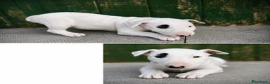 English Bull Terrier 2