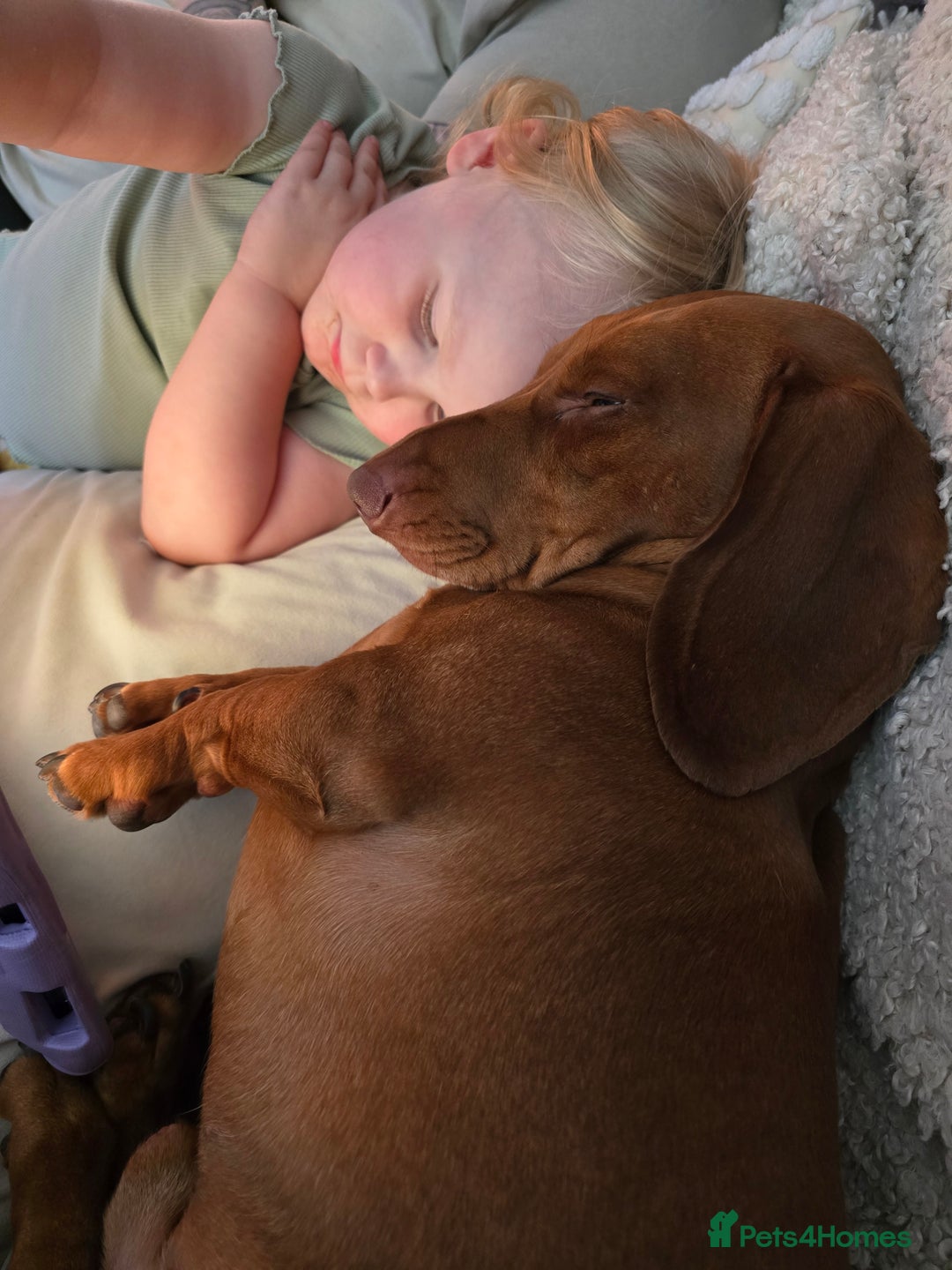 Dachshund dogs for stud: Dachshund for STUD - FREE PLEASE READ - Image 5