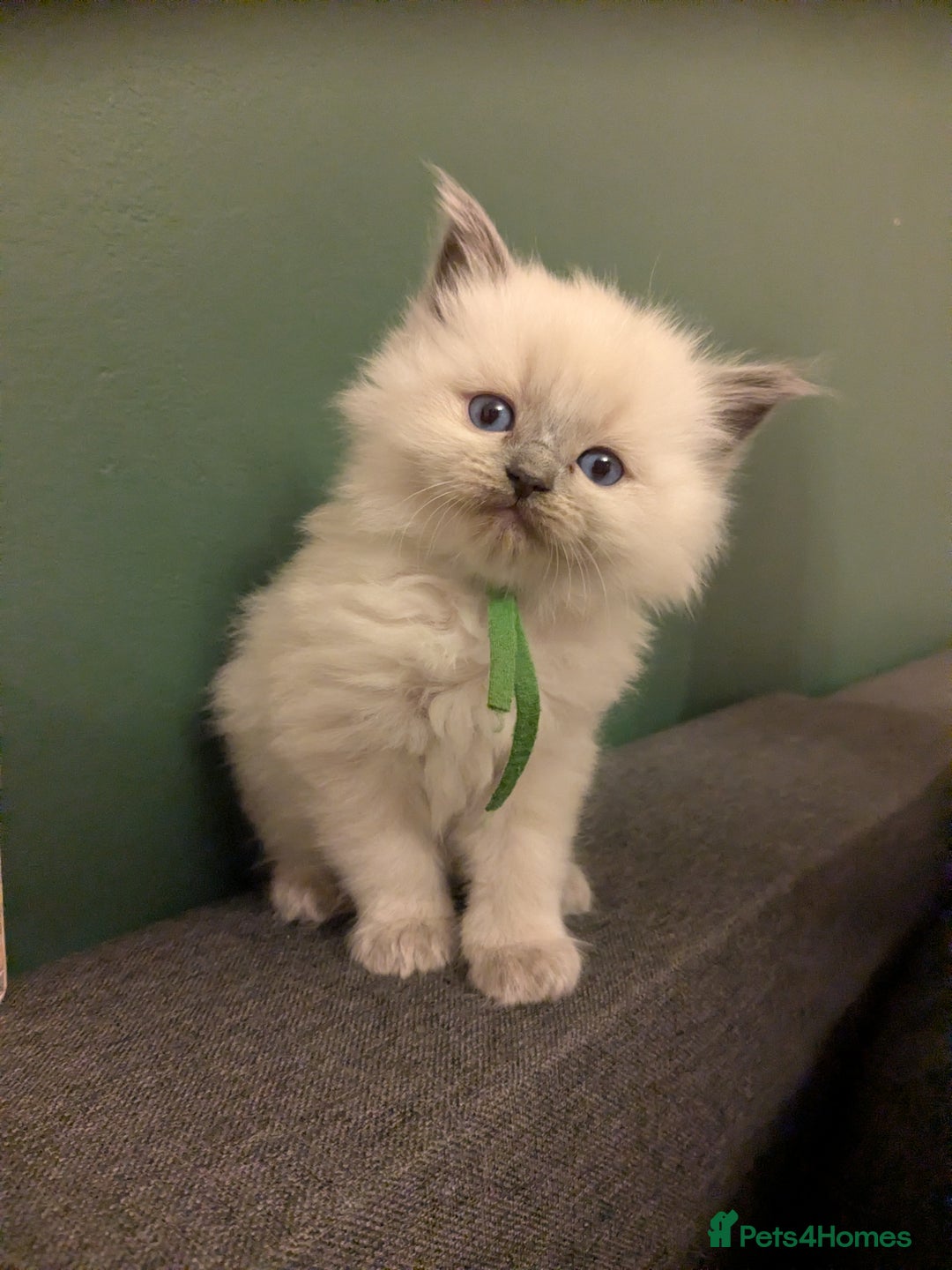 Ragdoll cats for sale: Beautiful GCCF Registered Ragdoll Kittens  🐾 - Advert 10