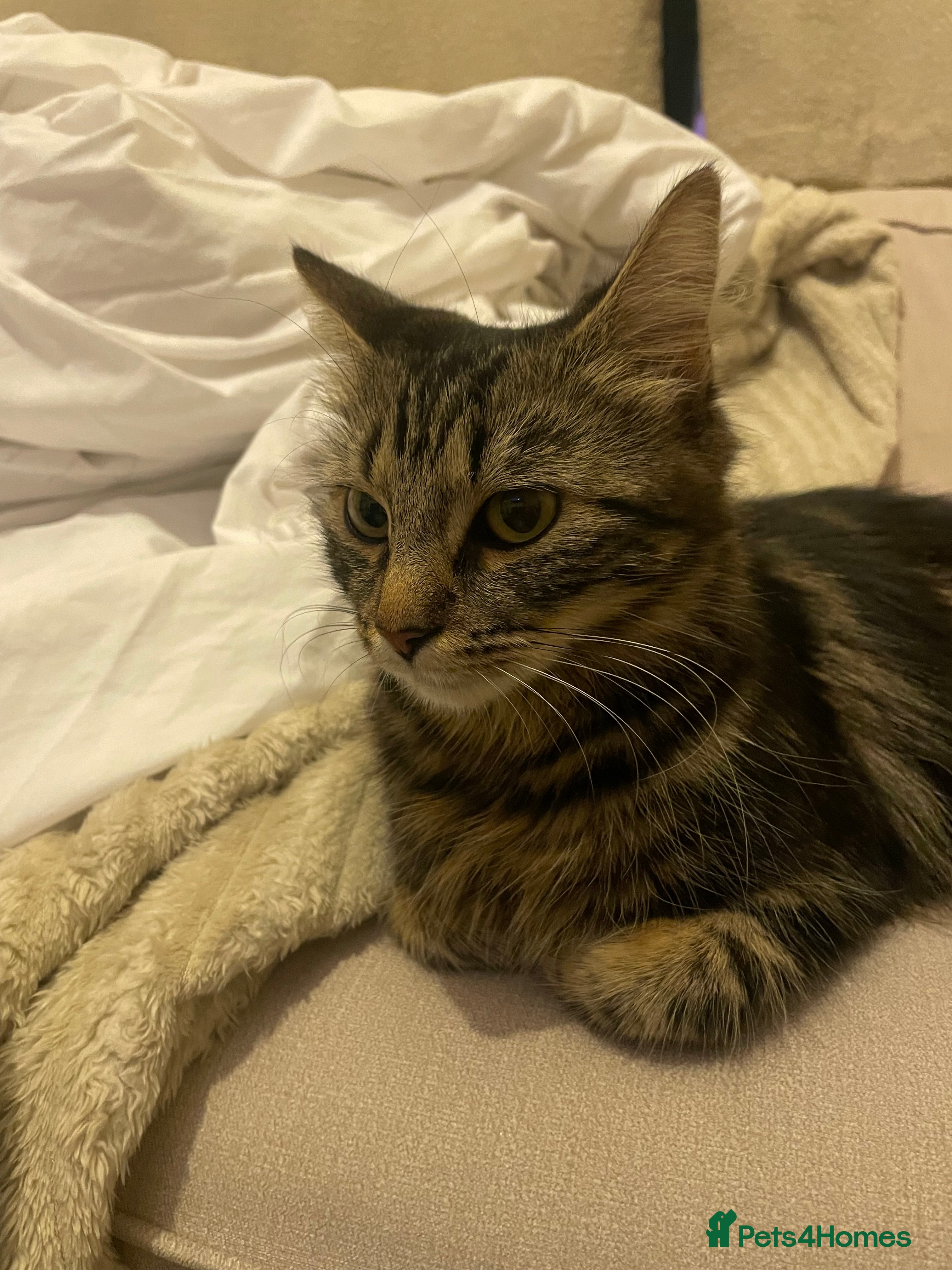 Mixed Breed cats 2 Tabby Kittens and 1 Black kitten for sale in Guildford - Advert 5
