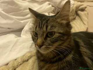 Mixed Breed cats 2 Tabby Kittens and 1 Black kitten for sale in Guildford - Advert 1