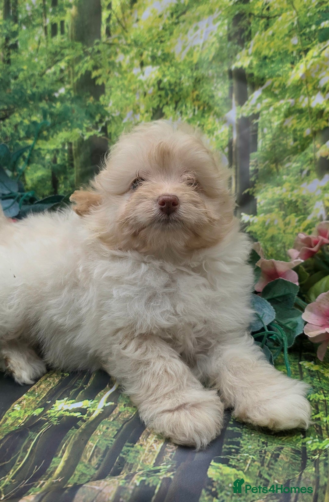 Pomapoo dogs for sale: 🩷ROSIE AND JIM💙 F1 POMAPOO BABIES - Image 8