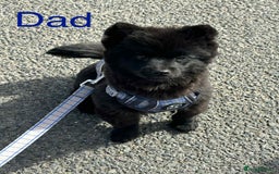 Mixed Breed dogs for sale: Jack-A-terrain puppies - Image 11