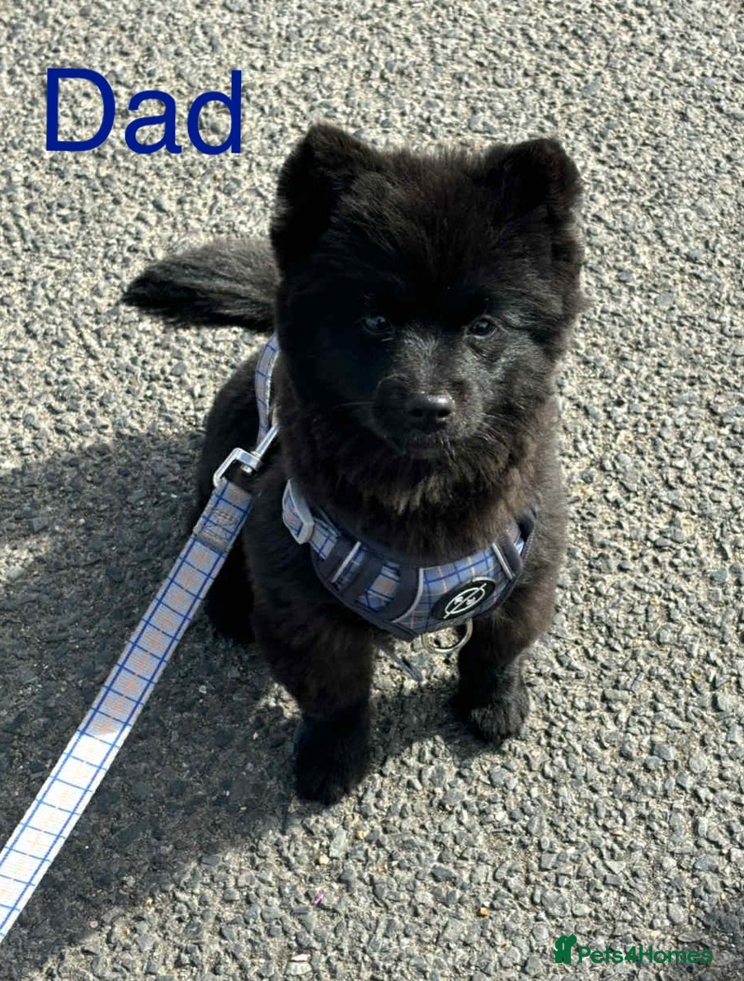 Mixed Breed dogs for sale: Jack-A-terrain puppies - Image 11