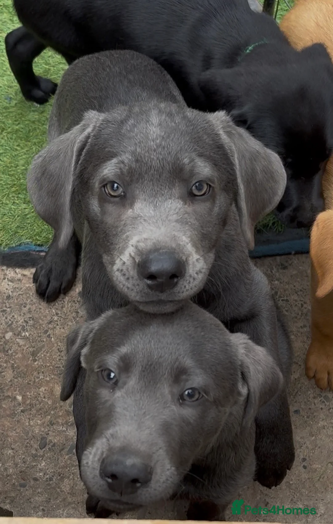 Labrador Retriever dogs for sale: Gorgeous KC Silver & Charcoal Labrador Pups - Advert 1