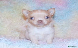 Chihuahua dogs for sale: KC REG HEALTH TESTED CHIHUAHUA BABIES - Image 9