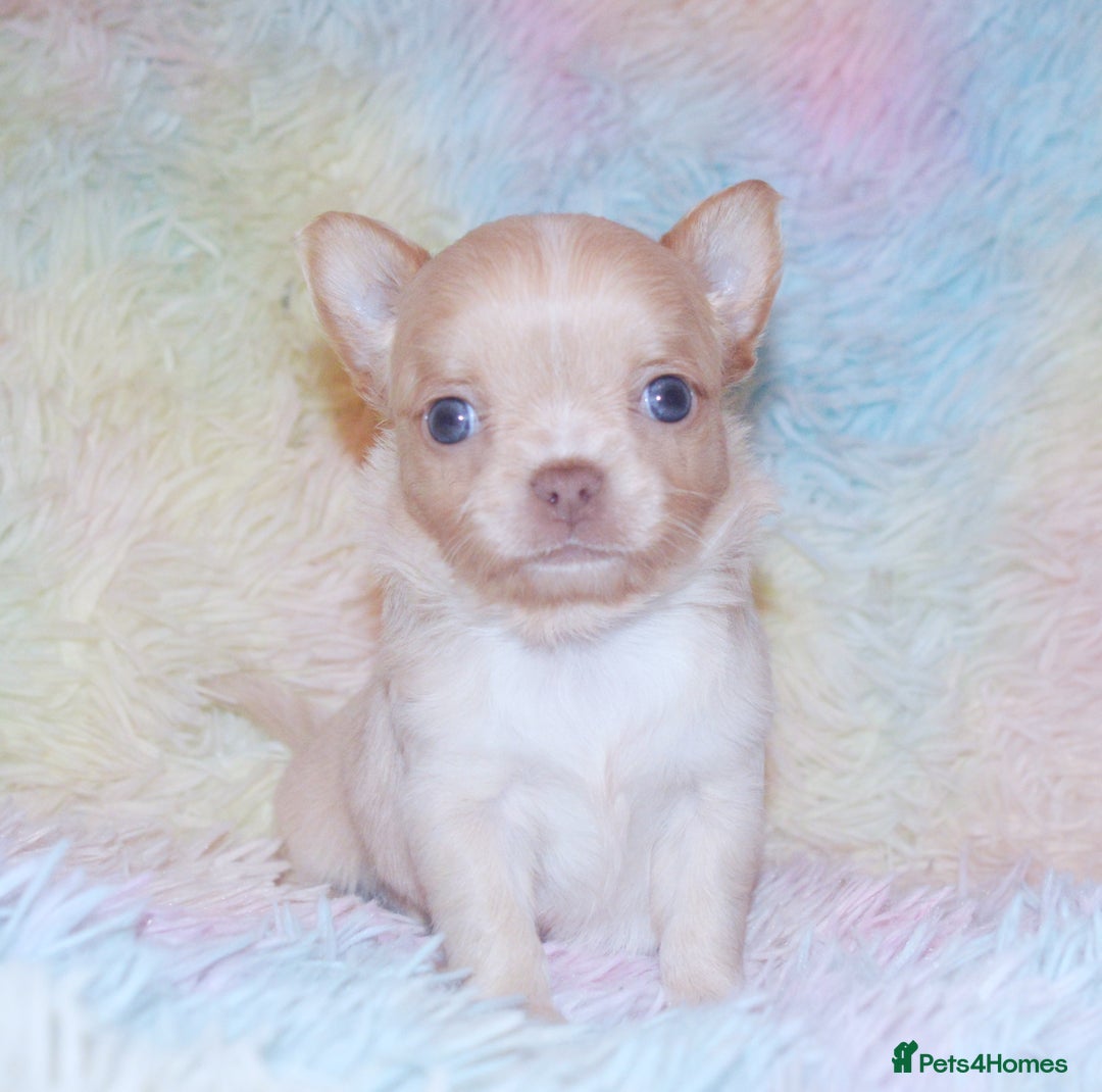 Chihuahua dogs for sale: KC REG HEALTH TESTED CHIHUAHUA BABIES - Image 9