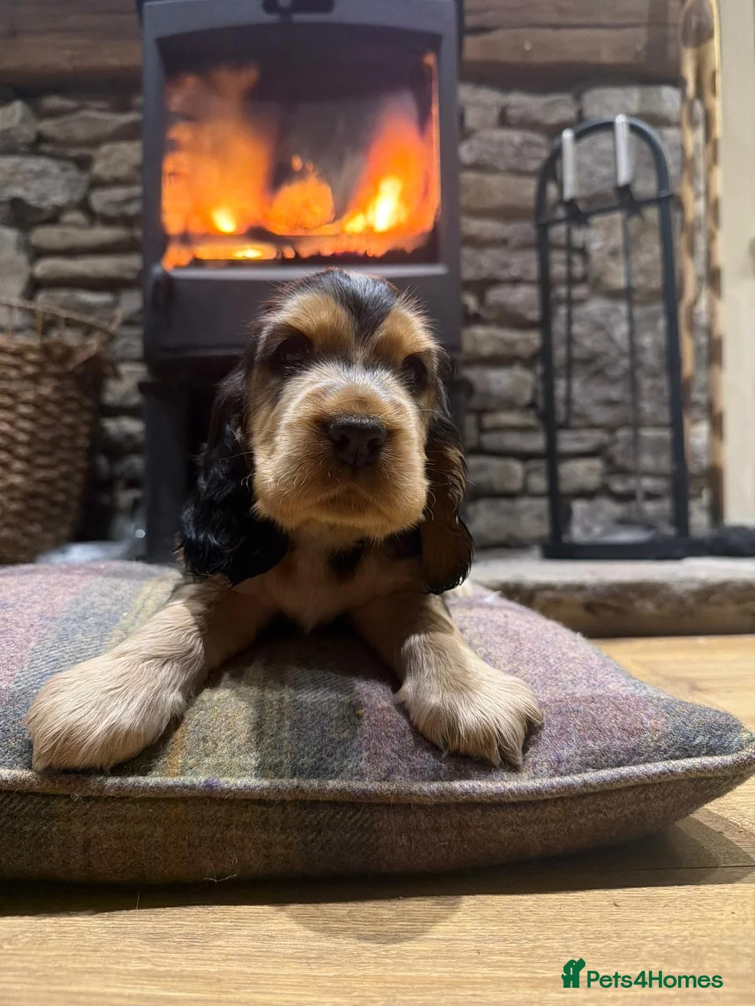Cocker Spaniel dogs for sale: Stunning sable show cocker puppies in Kendal - Advert 20