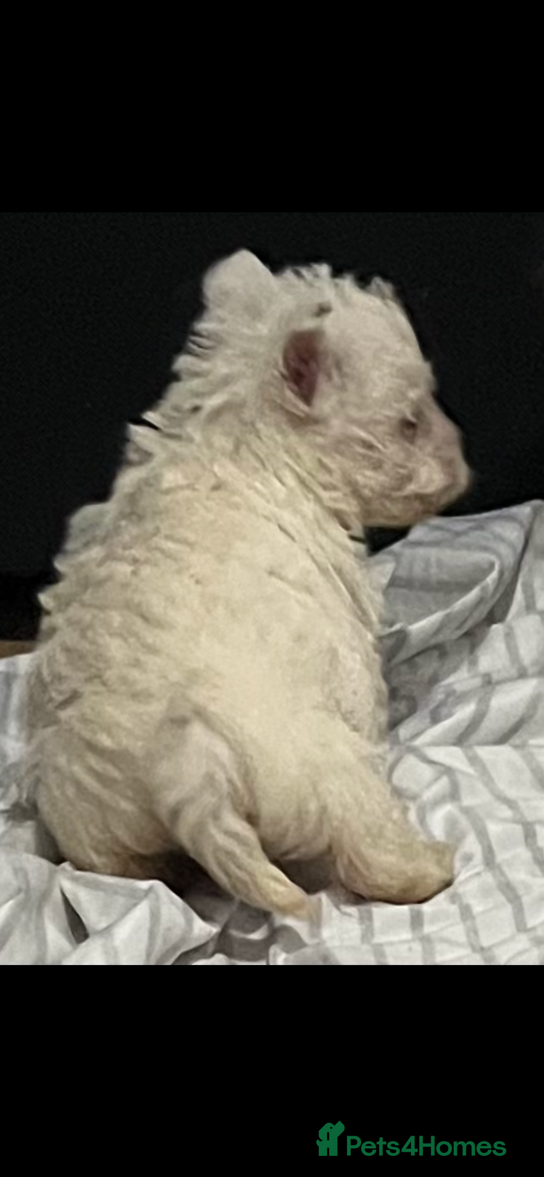 West Highland Terrier dogs for sale: Westhighland terrier puppies  - Advert 4