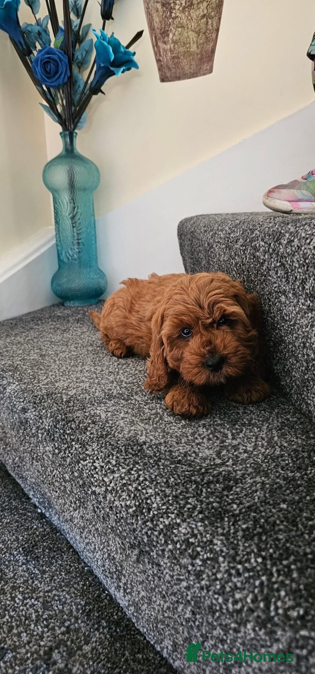 Cockapoo dogs for sale: Beautiful F1 Red Cockapoo Puppies - Image 9