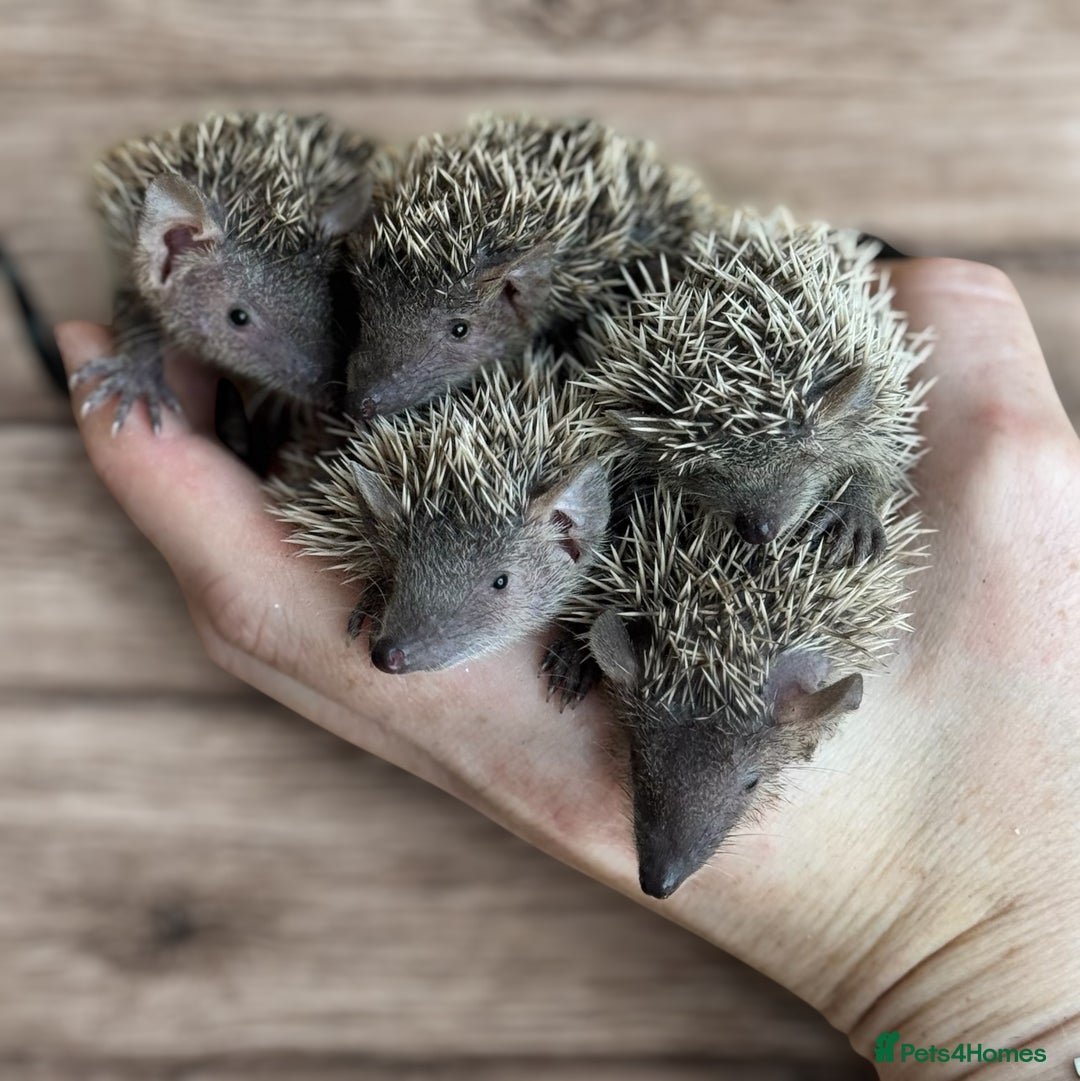 Pygmy Hedgehog rodents for sale: Lesser Tenrec Babies  in Kings Langley - Image 1