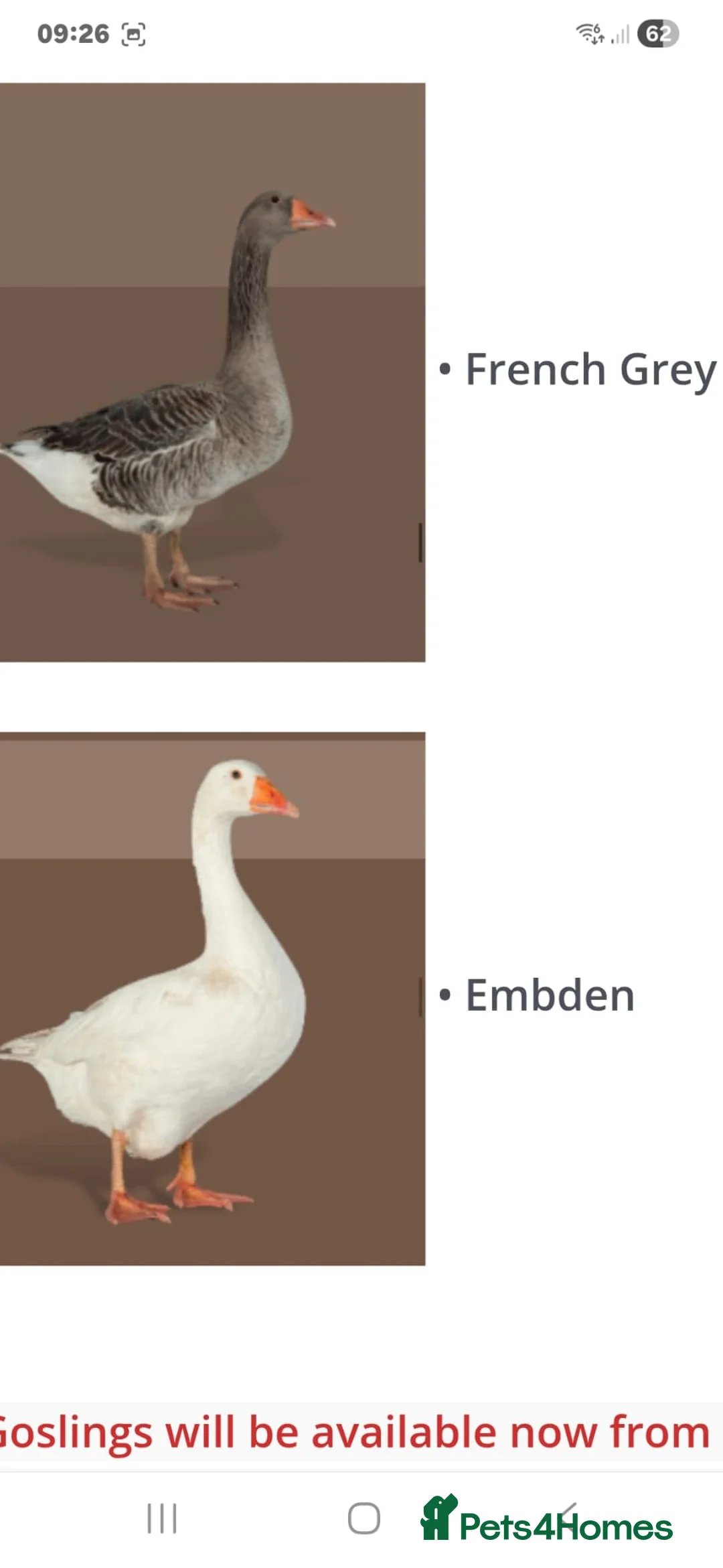 Geese poultry for sale: 3 Beautiful Geese (Embden & French Grey) + Setup in Leicester - Advert 9