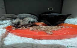 Domestic Shorthair cats for sale: Gorgeous male and female kittens for sale. - Image 5