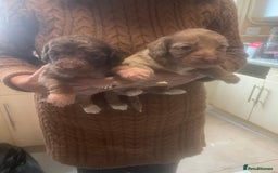 Cockapoo dogs for sale: Miniature f1 cockerpoos  - Image 17