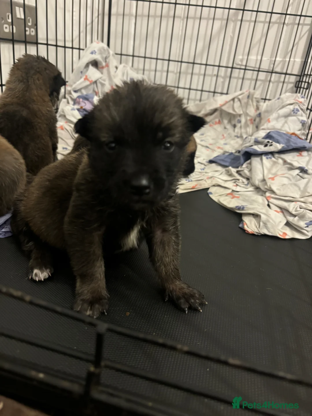 Mixed Breed dogs for sale: 6 weeks old Mali x Akita pups! - Advert 1