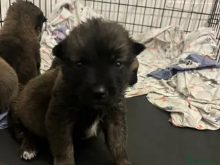 Mixed Breed dogs 6 weeks old Mali x Akita pups! - Advert 5