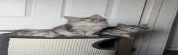 Maine Coon cats for sale: Maine coon kittens ready to leave now - Advert 25