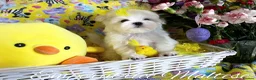 Maltese dogs for sale: Exclusive Tiny Kc Reg. Maltese By Emperatrice  - Advert 12