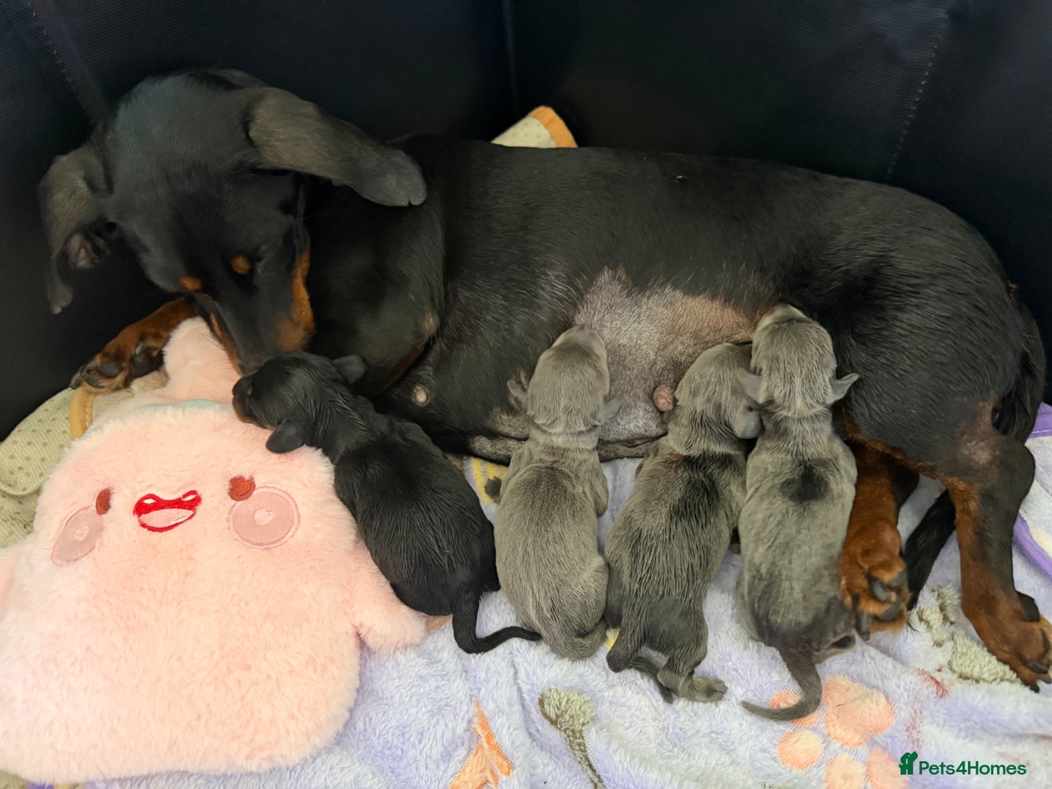 Miniature Dachshund dogs 4 miniature daschund puppies - Advert 18