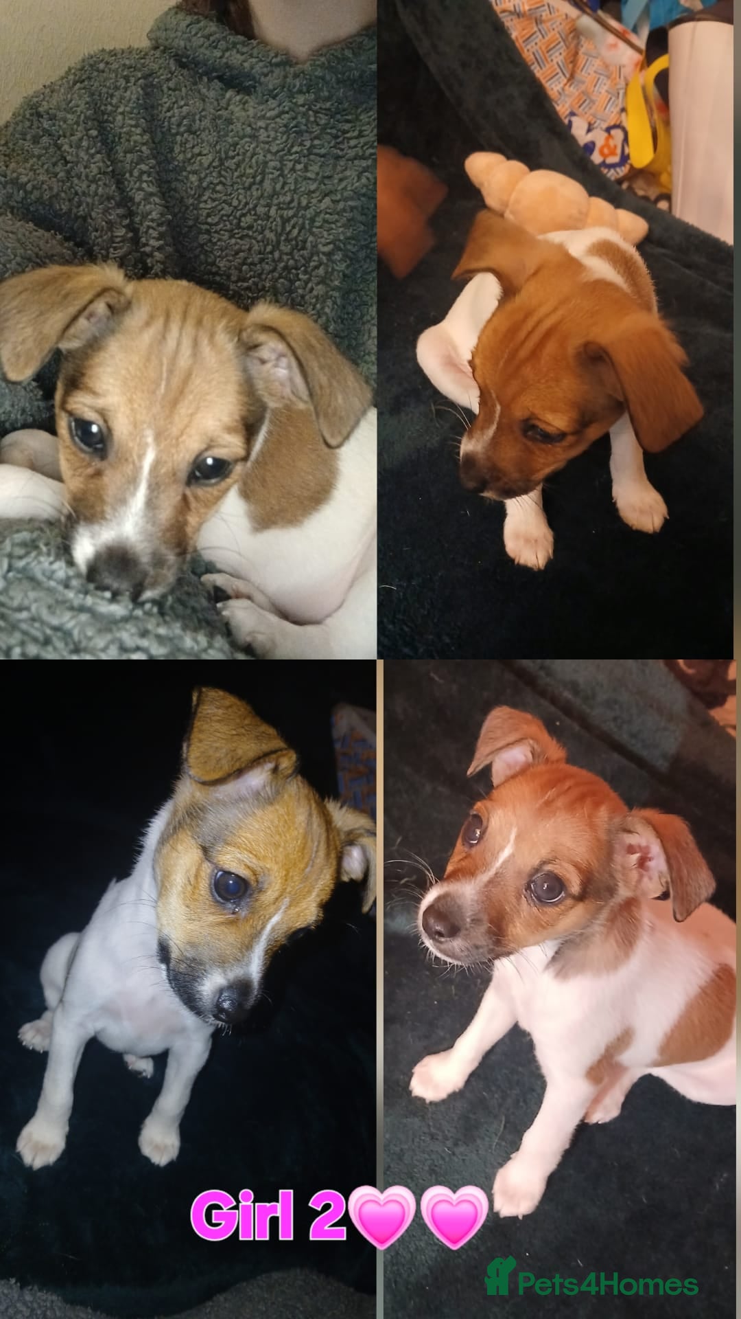 Patterjack dogs for sale: Patterjack Puppies for Sale - Advert 3