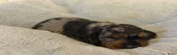 Miniature Dachshund dogs for sale: Kennel Club Miniature Dachshunds ready 23rd May - Advert 9