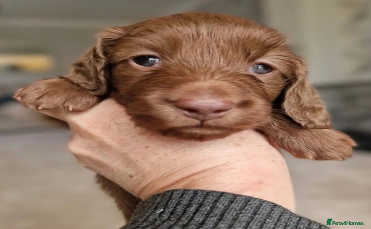 Miniature Dachshund dogs - Advert 1