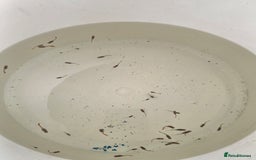 Live Bearers fish for sale: Guppies - Image 6