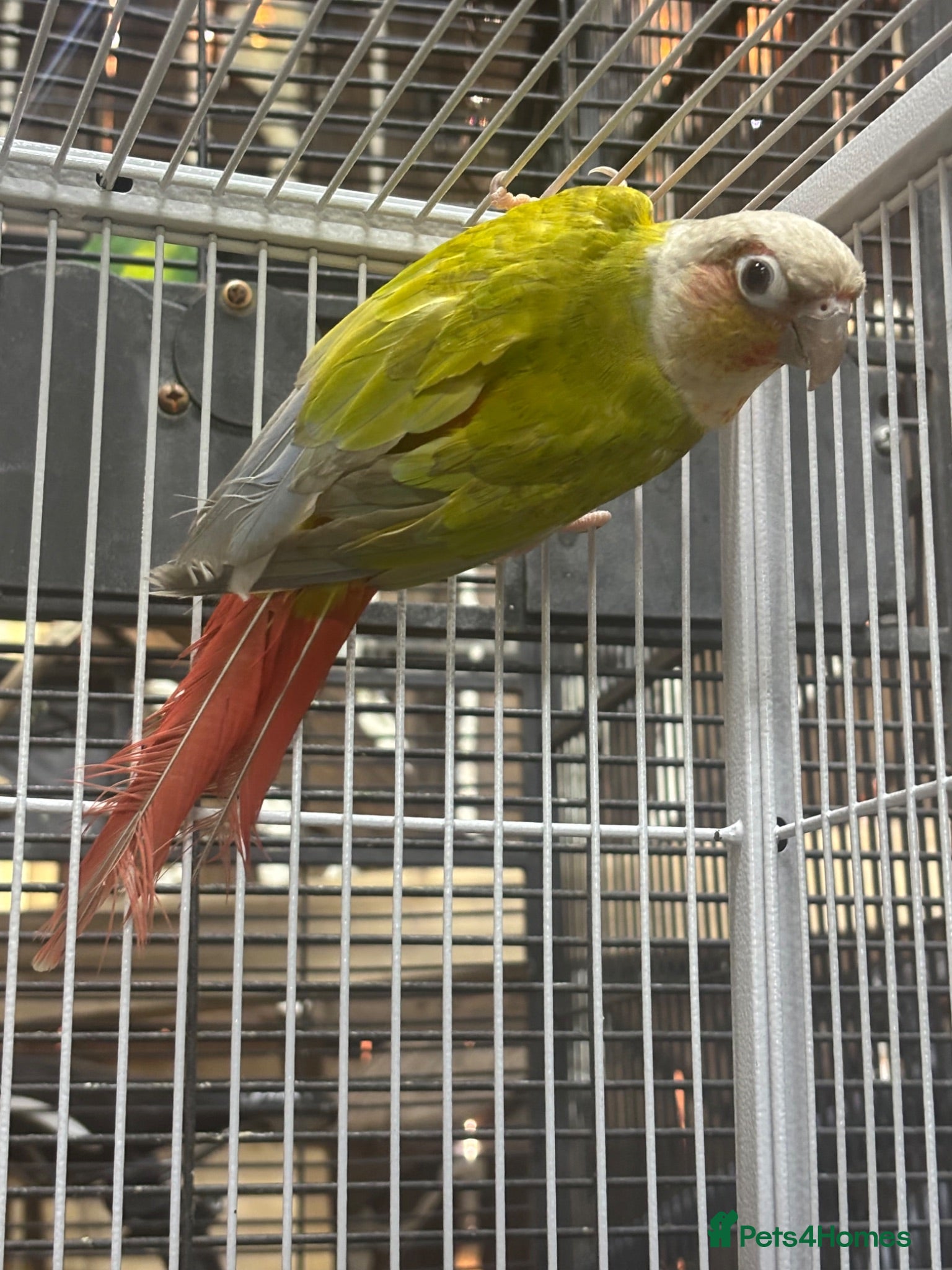 Conures birds Pineapple conure for sale - Advert 18