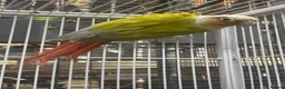 Conures birds for sale: Pineapple conure for sale in Swadlincote - Advert 1