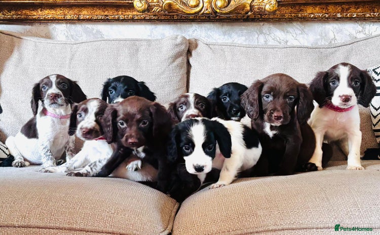 Sprocker dogs - Advert 5