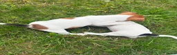 Jack Russell dogs for sale: 5 male Jack Russell puppies ready to go - Advert 5