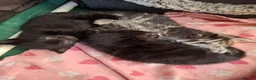 Mixed Breed cats for sale: Beautiful mixed breed kittens in Rugby - Advert 9